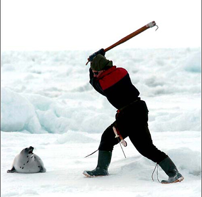 BabySealHitting